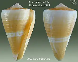 Conus penchaszadehi