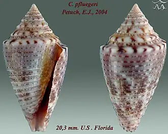 Conus pfluegeri