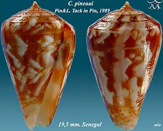 Conus pineaui
