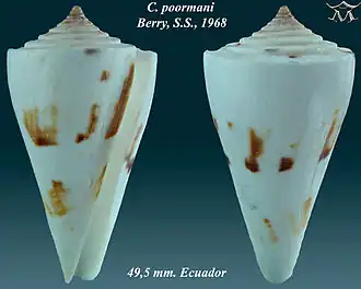 Conus poormani