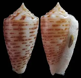 Conus proximus