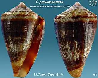 Conus pseudocuneolus