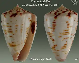 Conus pseudonivifer