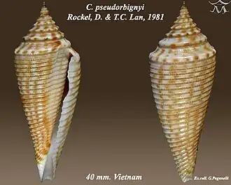 Conus pseudorbignyi