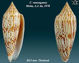 Conus ranonganus