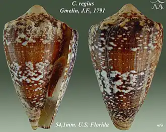 Conus regius