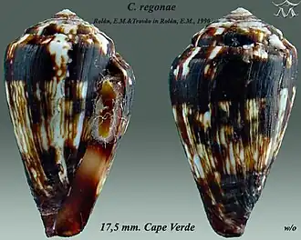 Conus regonae