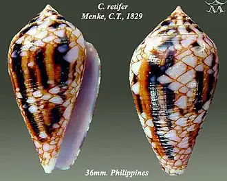 Conus retifer