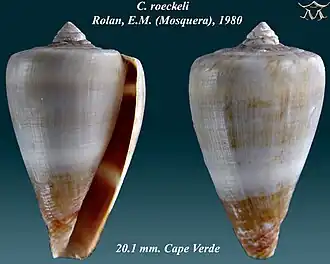 Conus roeckeli