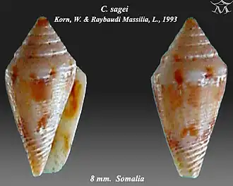 Conus sagei