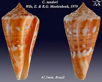 Conus sanderi