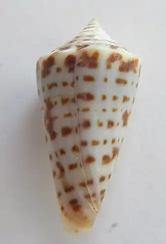 Conus scalarissimus