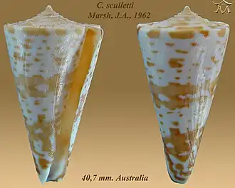 Conus sculletti