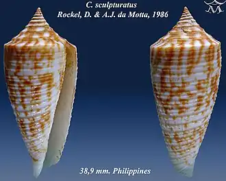 Conus sculpturatus
