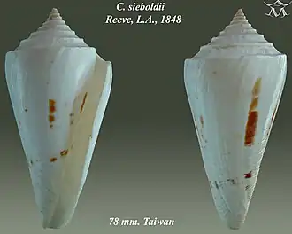 Conus sieboldii