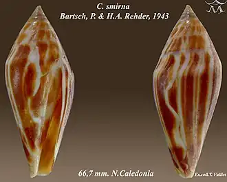 Conus smirna