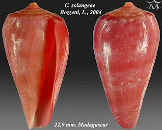 Conus solangeae