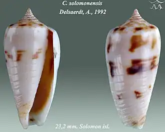 Conus solomonensis