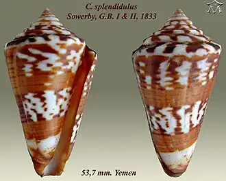Conus splendidulus