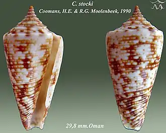Conus stocki