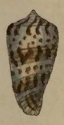 Conus straturatus