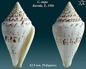 Conus stupella