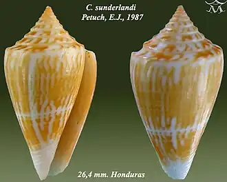 Conus sunderlandi