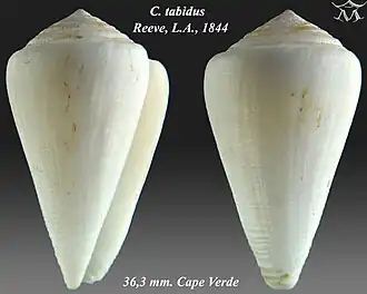 Conus tabidus