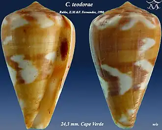 Conus teodorae