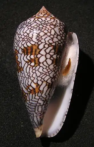 Conus textile archiepiscopus