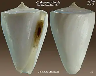 Conus thevenardensis