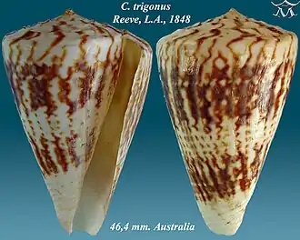 Conus trigonus