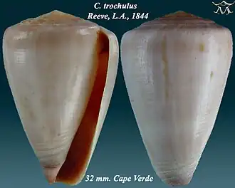 Conus trochulus