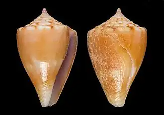 Conus troendlei