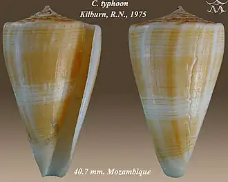 Conus typhon