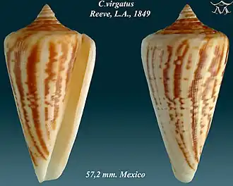 Conus virgatus