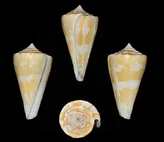 Conus xanthicus