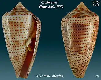 Conus ximenes