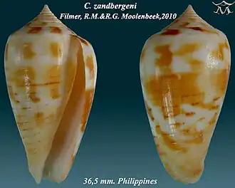 Conus zandbergeni