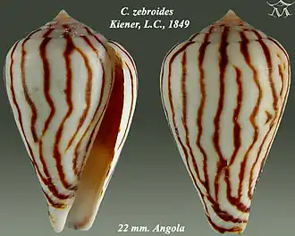 Conus zebroides