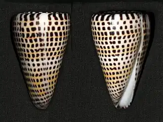Conus litteratus