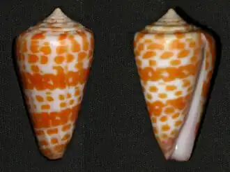 Conus tessulatus
