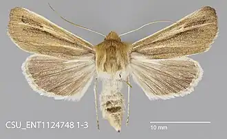 Copablepharon fuscum