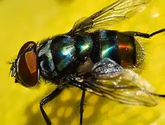 Chrysomya chloropyga