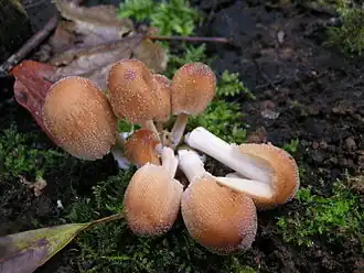 Gewone glimmerinktzwam