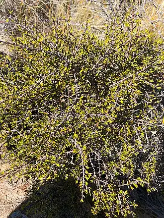 Coprosma cheesemanii