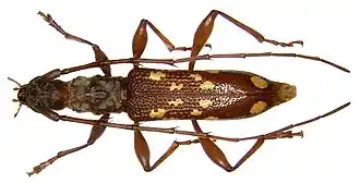 Coptocercus pascoei