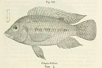Tilapia tholloni