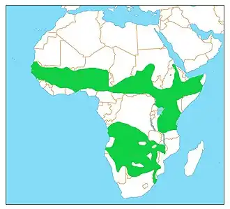 Roodkruinscharrelaar