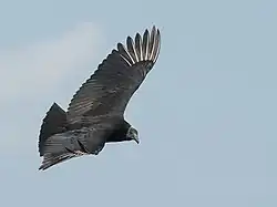 Vliegbeeld van een zwarte gier (Coragyps atratus)